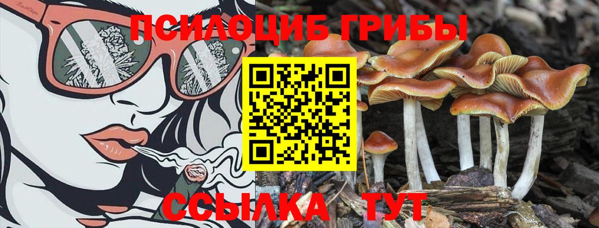 Псилоцибиновые грибы Psilocybe Армавир